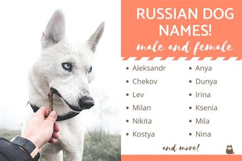 russian names for dogs